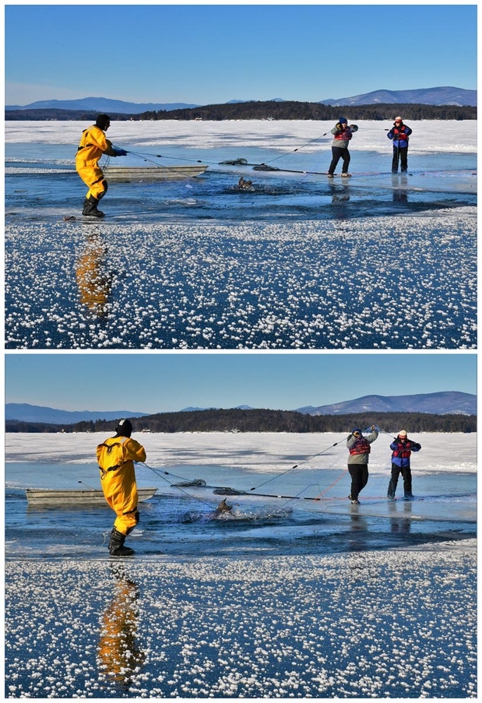 Loon Rescues on Ice