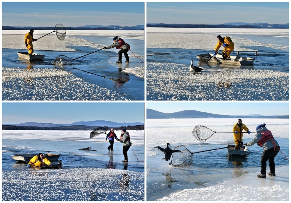 Loon Rescues on Ice