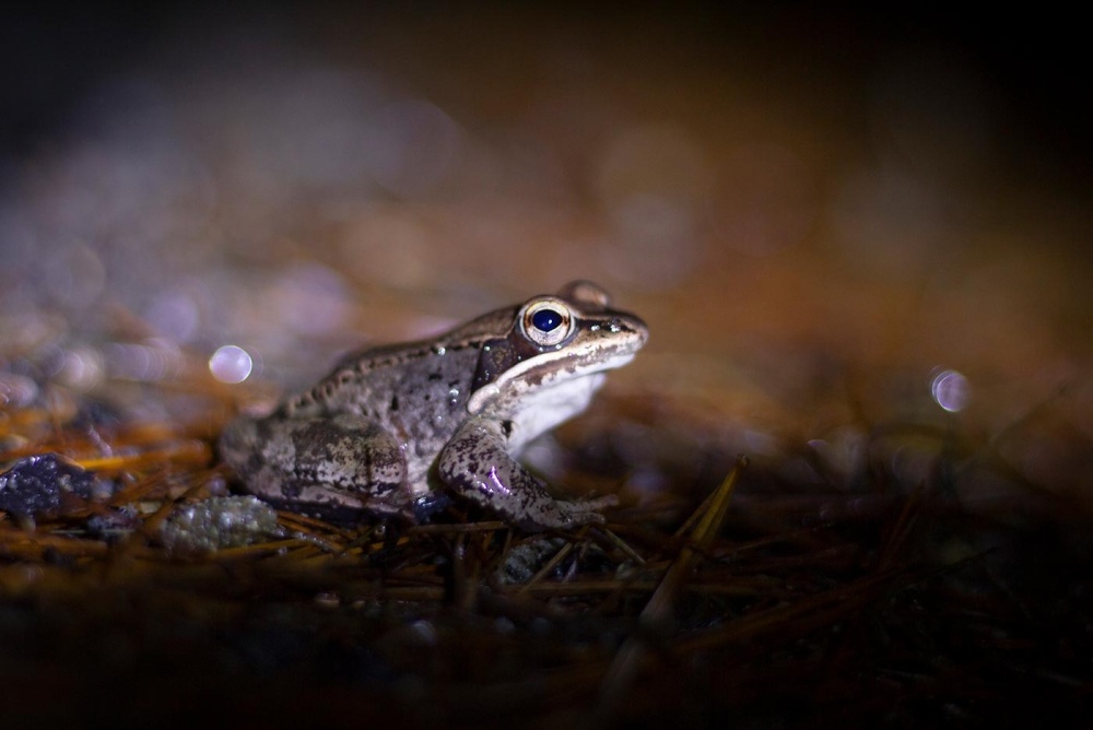 Safe Passage for Salamanders