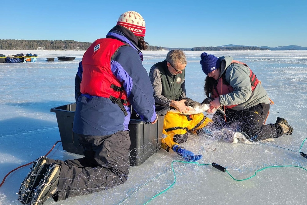 Loon Rescues on Ice