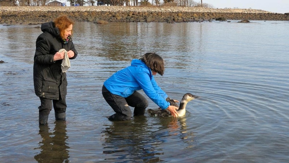 Loon Rescues on Ice