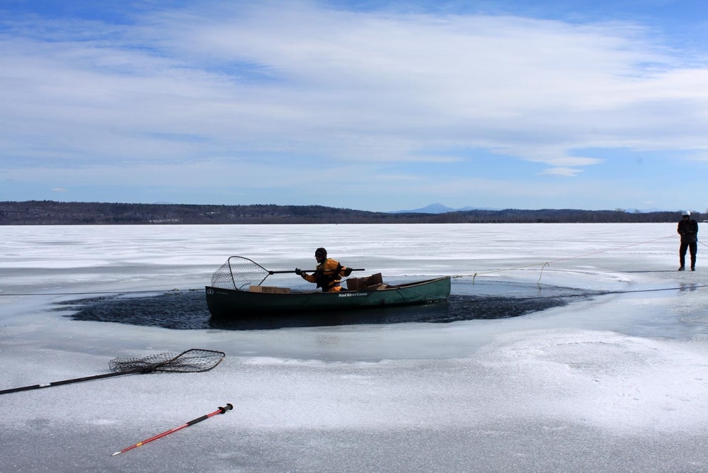 Loon Rescues on Ice