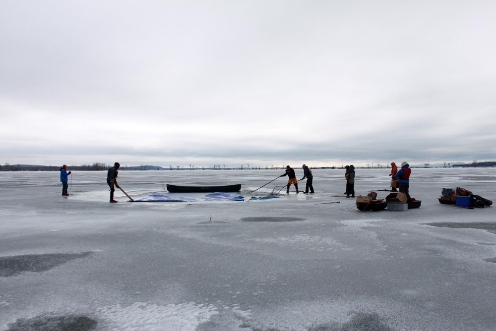 Loon Rescues on Ice