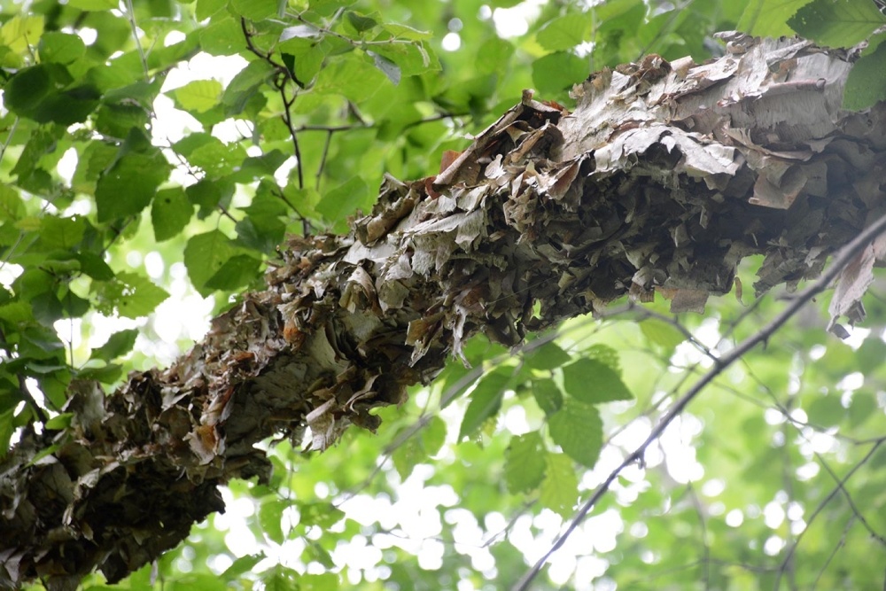 Summer Bat Habitat