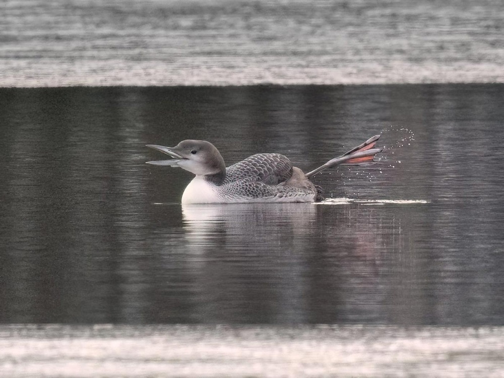 Loon Rescues on Ice