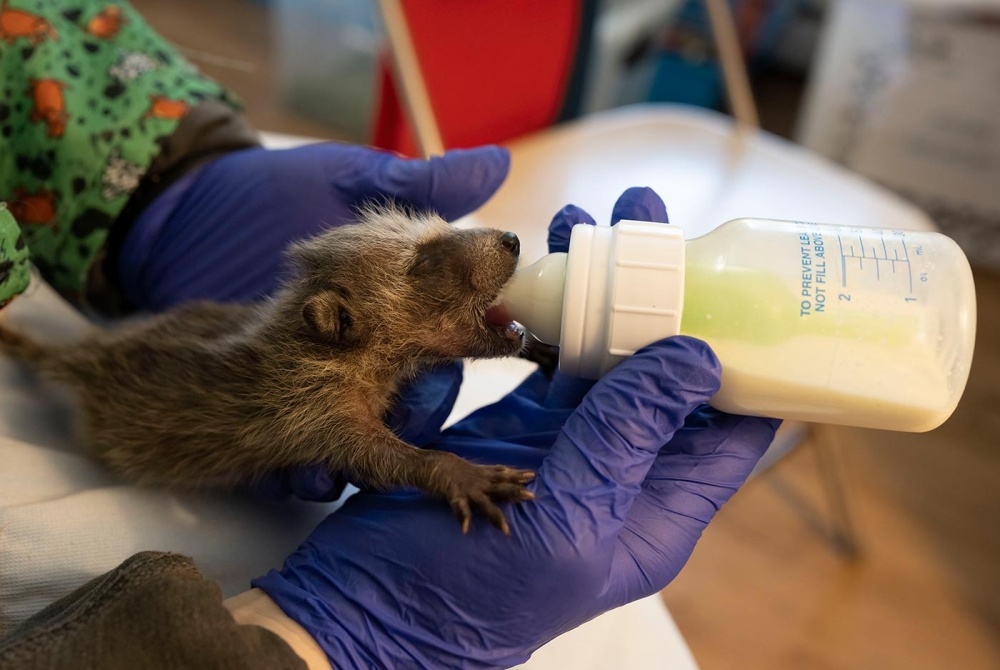 Wildlife Rehabilitation: Returning Raccoons to the Woods