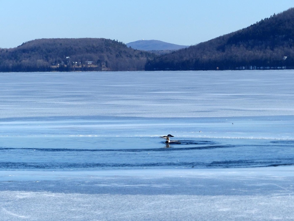 Loon Rescues on Ice