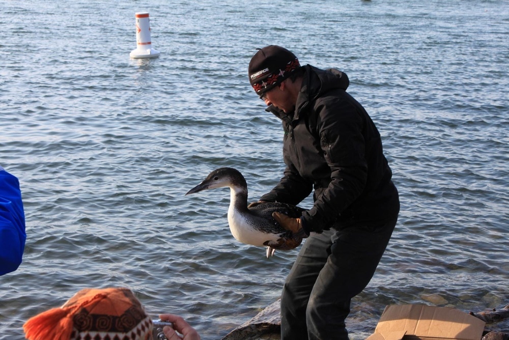 Loon Rescues on Ice