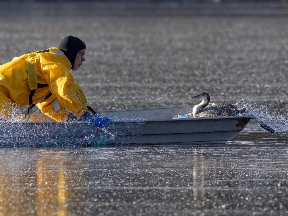 Loon Rescues on Ice