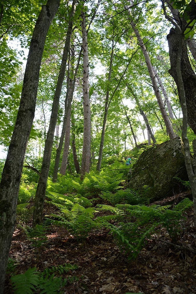 Summer Bat Habitat