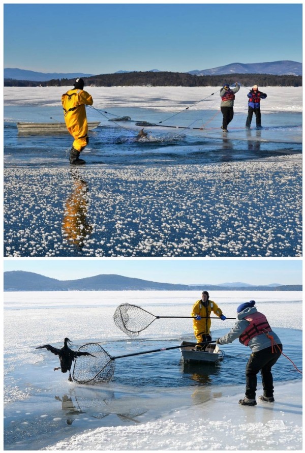 Rescuing Iced-In Loons