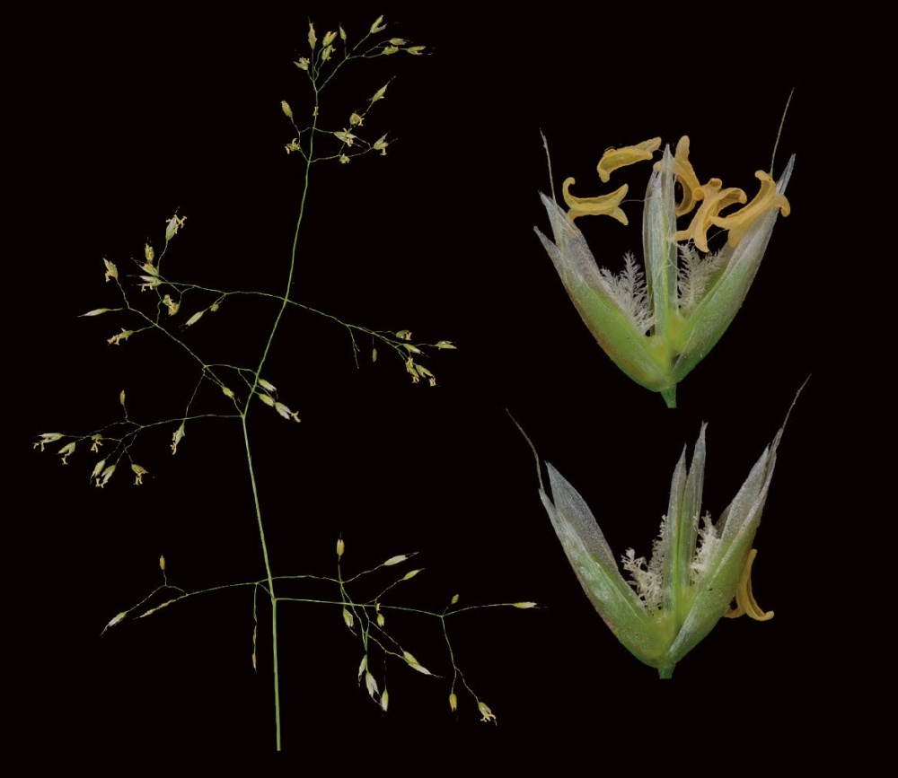 Photographer's Notebook: Grass Flowers, April to July, 2019