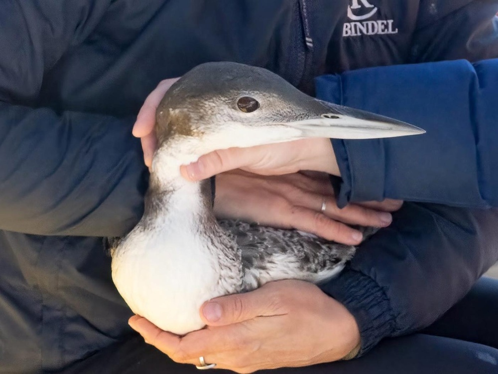 Loon Rescues on Ice