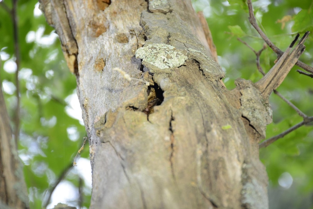 Summer Bat Habitat