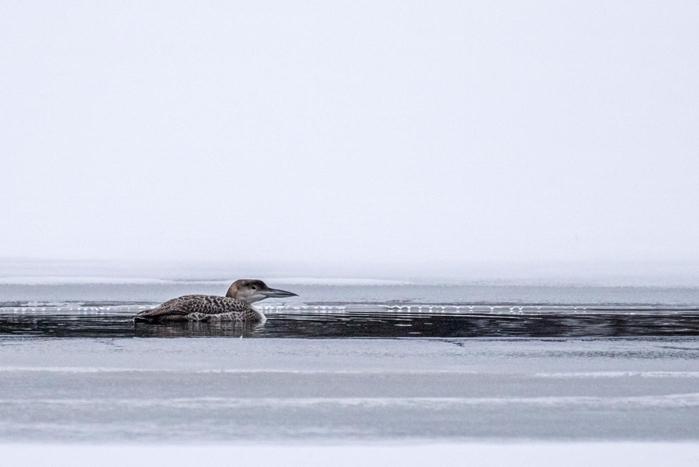 Loon Rescues on Ice