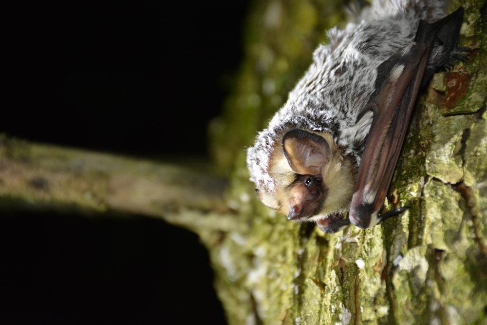 Summer Bat Habitat