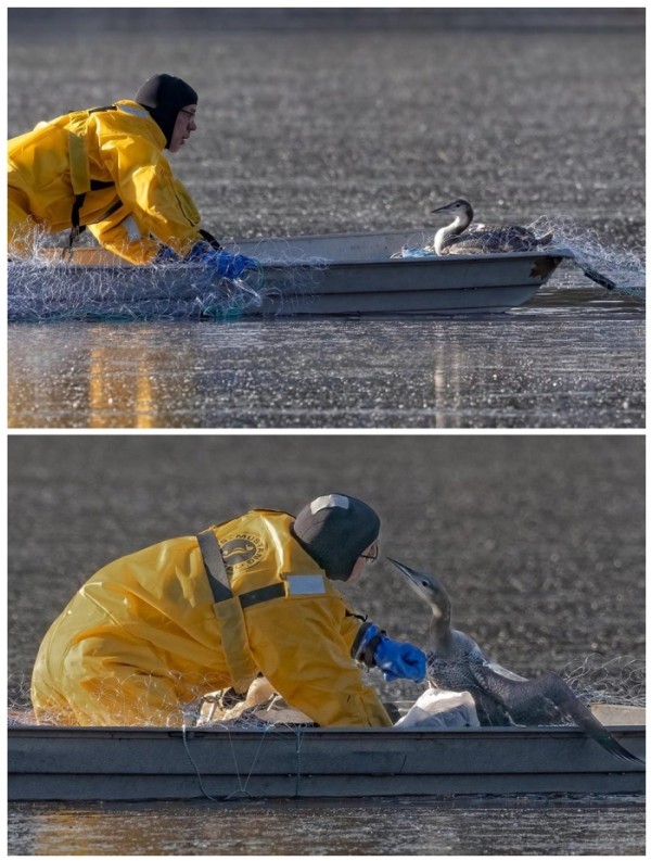 Rescuing Iced-In Loons