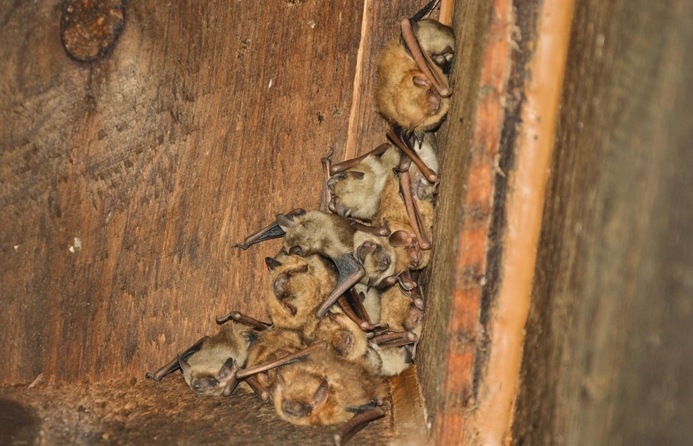 Summer Bat Habitat