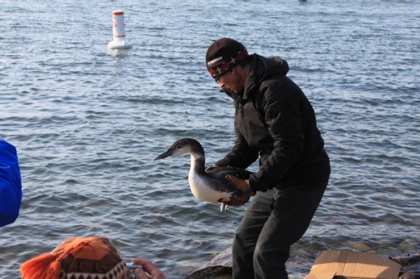 Rescuing Iced-In Loons