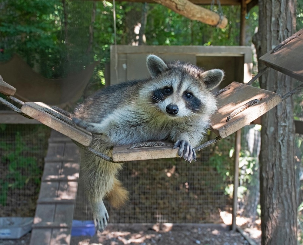 Wildlife Rehabilitation: Returning Raccoons to the Woods