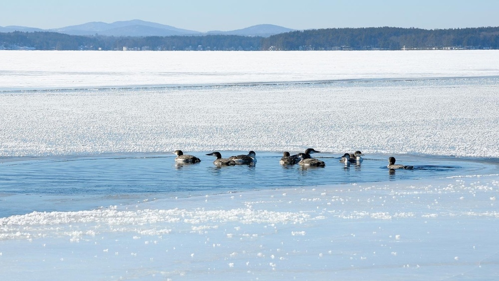 Loon Rescues on Ice