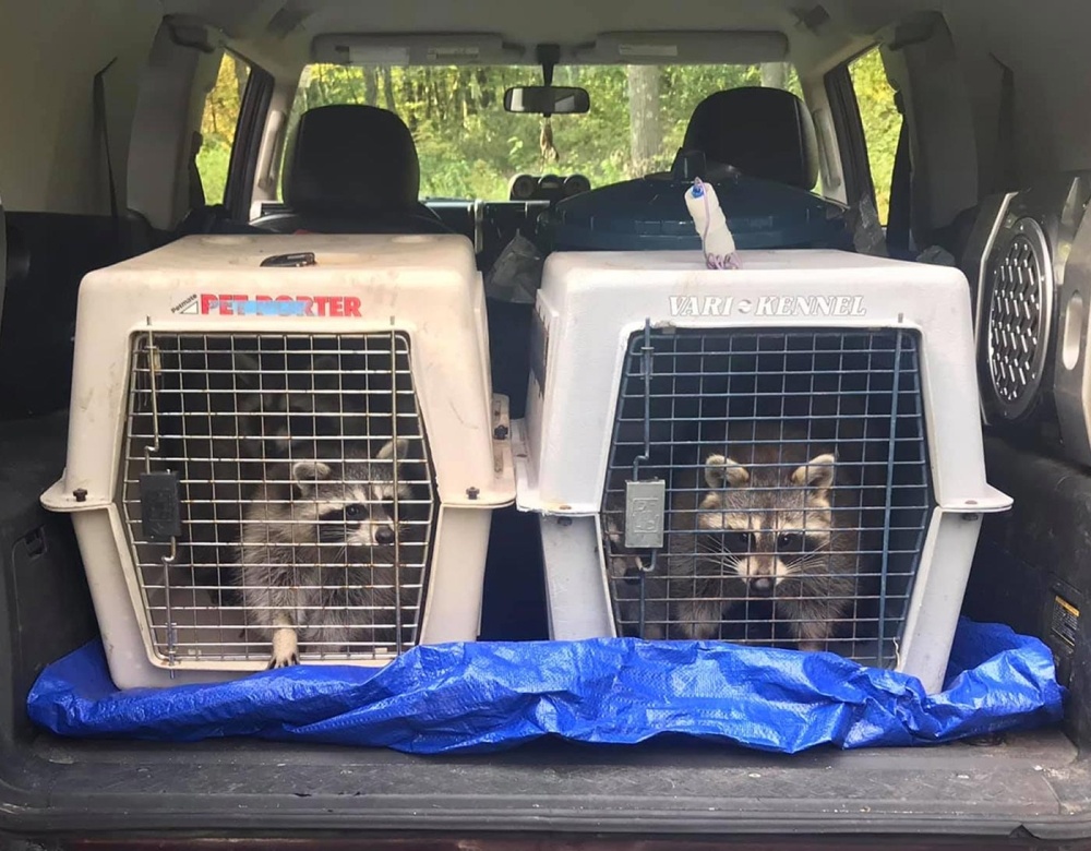 Wildlife Rehabilitation: Returning Raccoons to the Woods