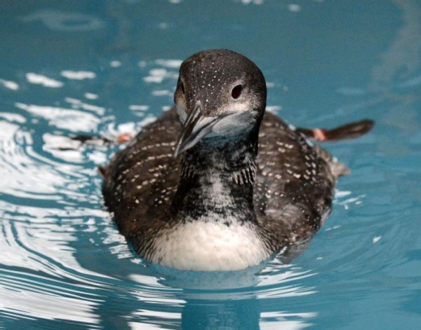 Rescuing Iced-In Loons