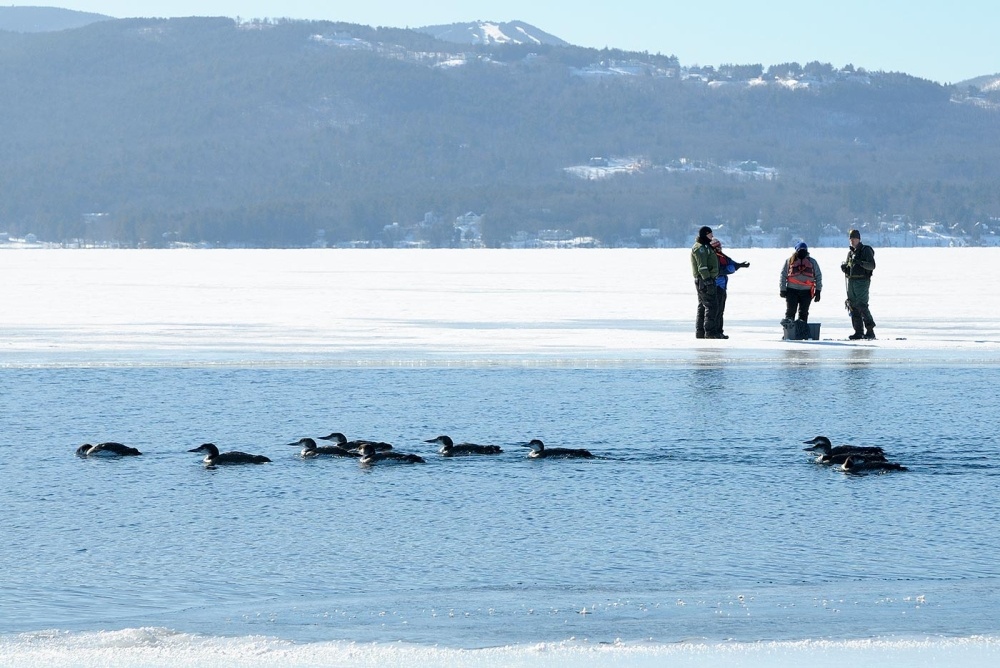 Loon Rescues on Ice