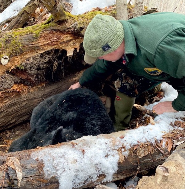 Bear Necessities: A Second Chance for Orphaned Cubs