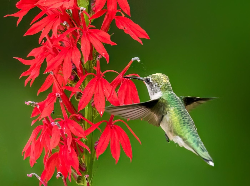 Hummingbirds & Cardinal Flowers: A Pollination Tale