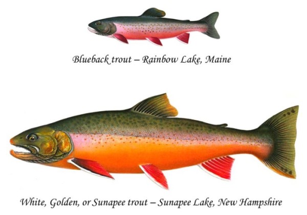 A Fish of Legend: New England's Arctic Char