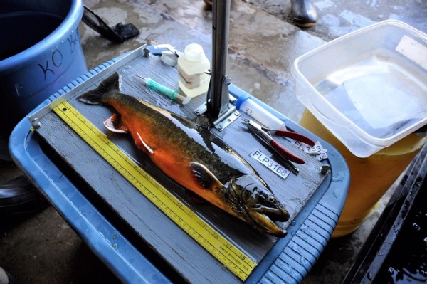 A Fish of Legend: New England's Arctic Char