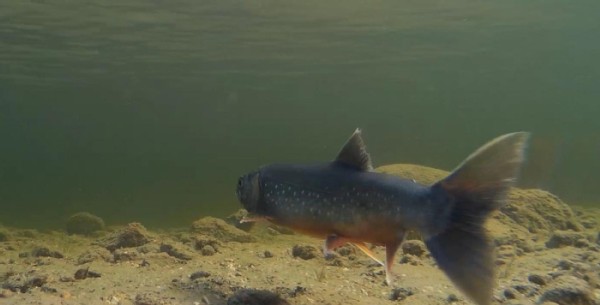 A Fish of Legend: New England's Arctic Char