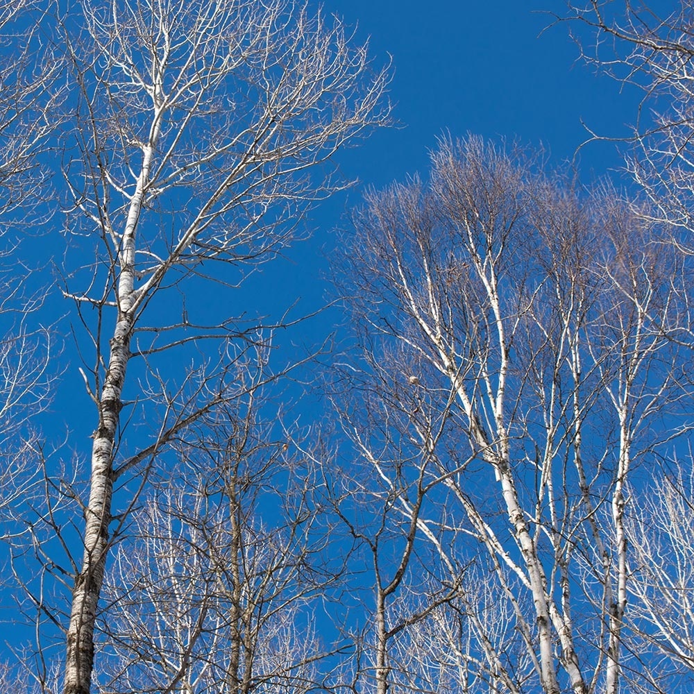 Poplar and Grouse