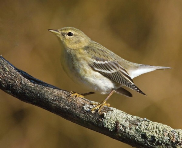 Migratory Birds as Meteorologists