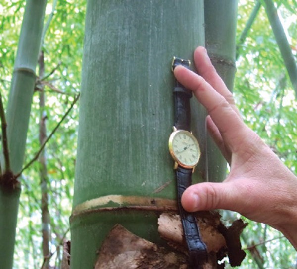 A Bamboo Sea: Travels in Rural China