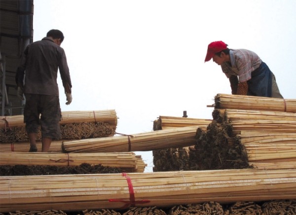 A Bamboo Sea: Travels in Rural China