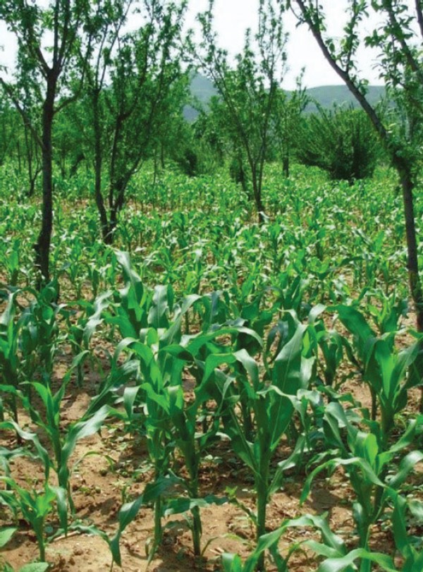 A Bamboo Sea: Travels in Rural China