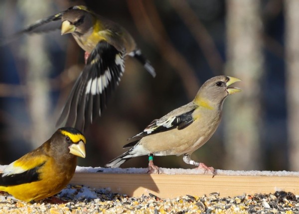 The Quest to Save the Fastest-Declining Landbird in North America