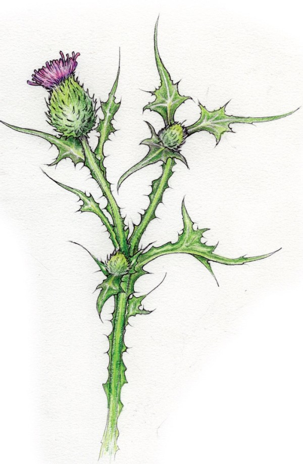 How to Eat a Thistle? Very Carefully