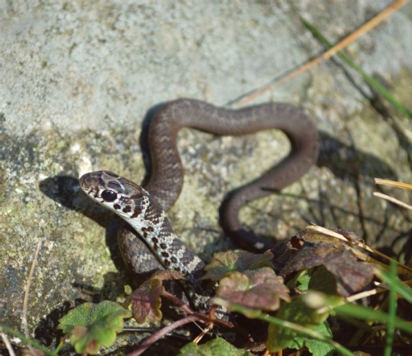 Black Racers: Living on the Edge