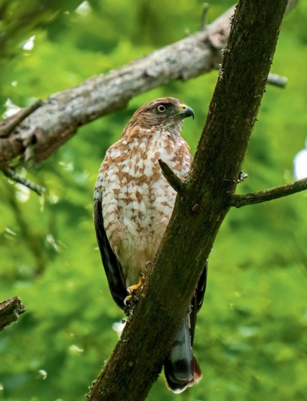 There and Back Again: Tracking Broad-Winged Hawk Migration