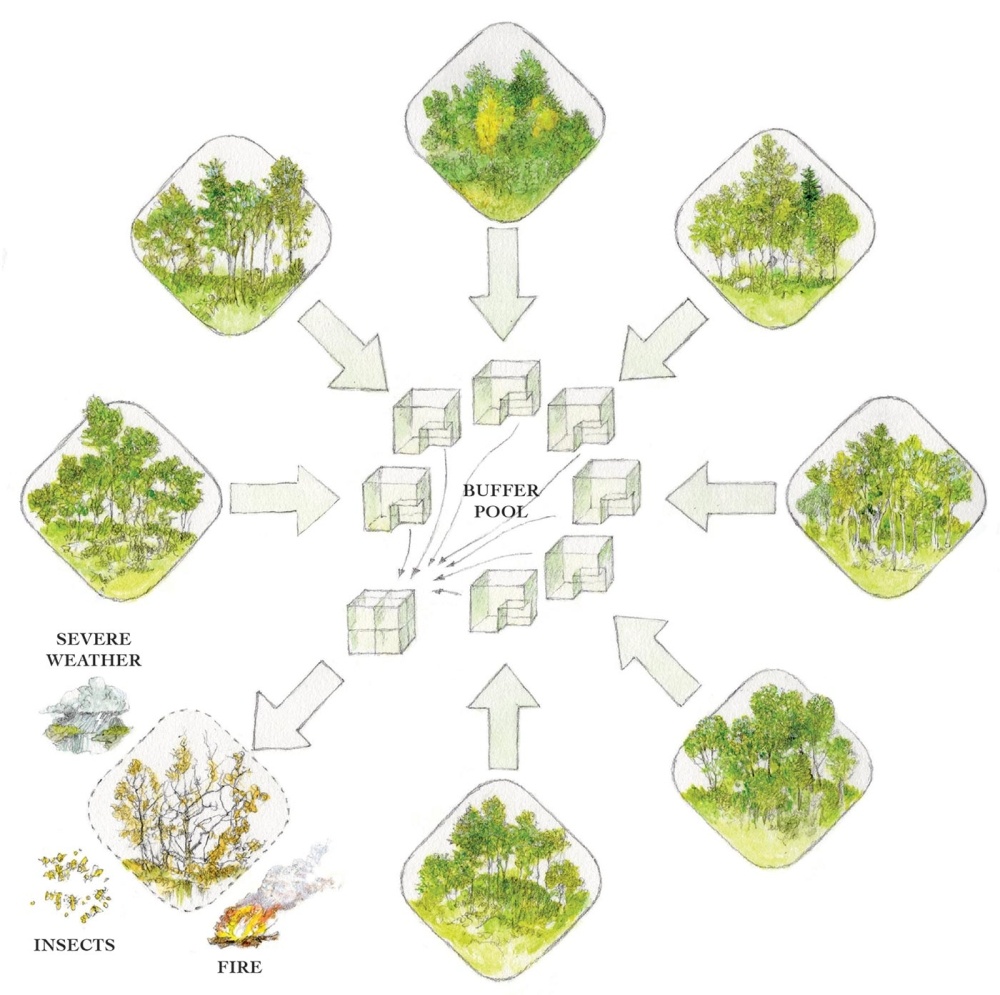 Payments for Forest Carbon