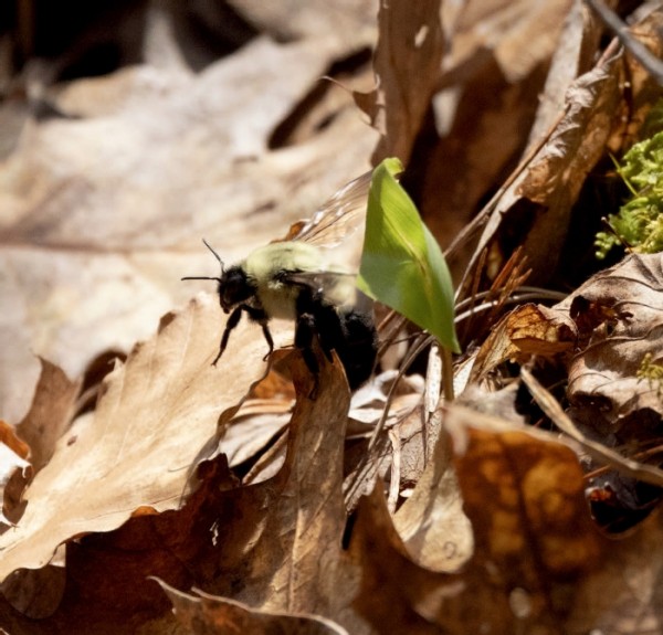 Do Bumble Bee Queens Seek Out Pesticides?