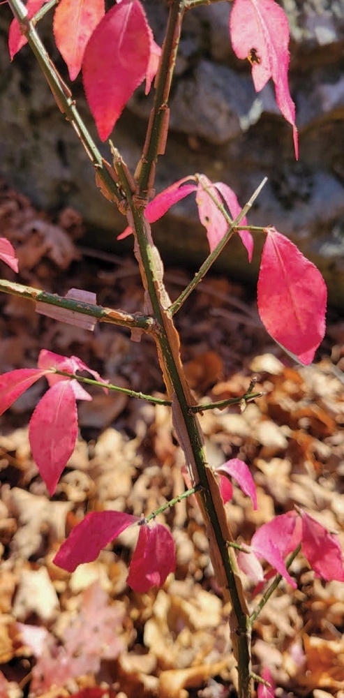 Techniques for Controlling Burning Bush