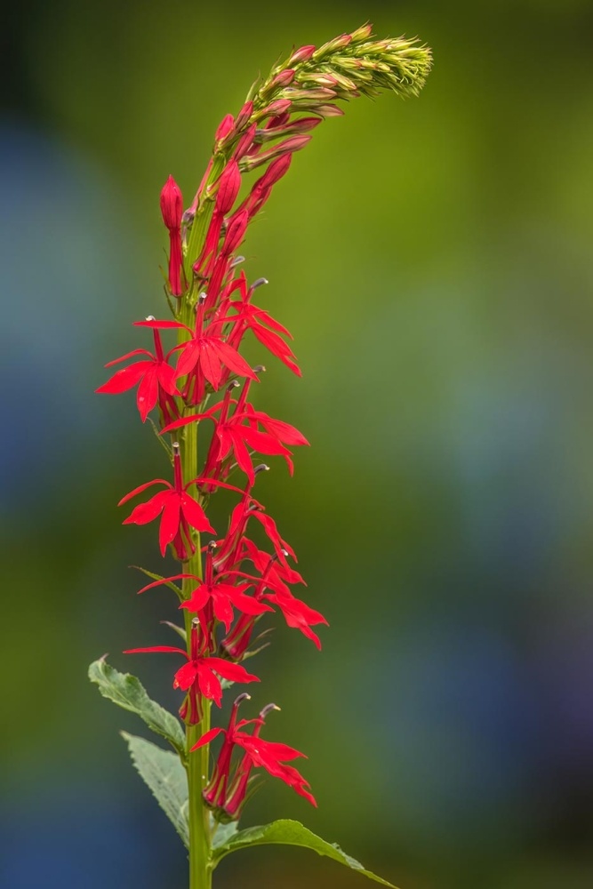 Hummingbirds & Cardinal Flowers: A Pollination Tale