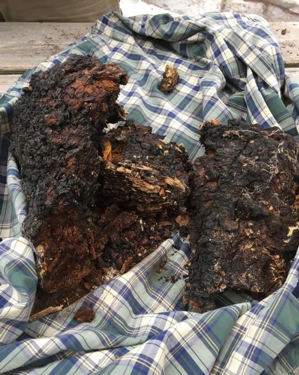 Tricks of the Trade: Tips for Gathering and Processing Chaga