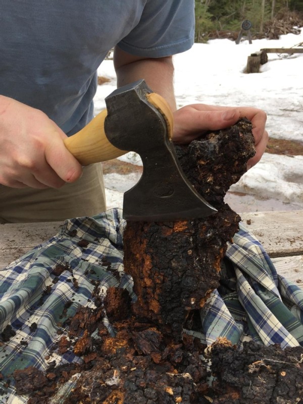 Tricks of the Trade: Tips for Gathering and Processing Chaga