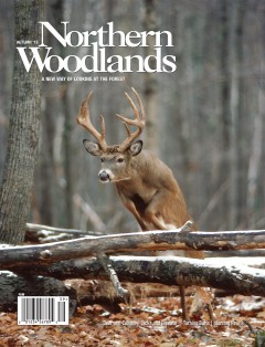 Cover Photo by Daniel J. Cox / NaturalExposures.com Autumn 2019 cover  by Northern Woodlands