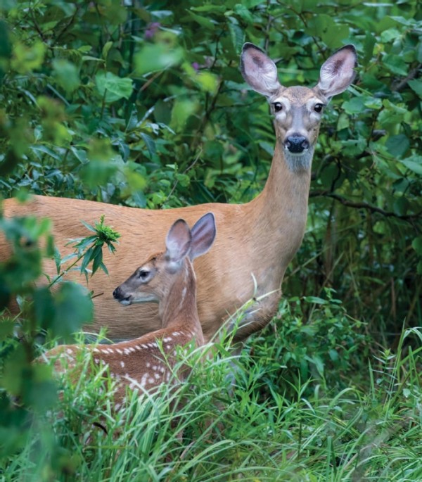 Effects of Deer on Forest Ecosystems